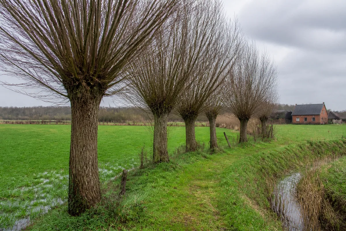 Alignement de saules têtards aux troncs trapus le long d&rsquo;une prairie humide